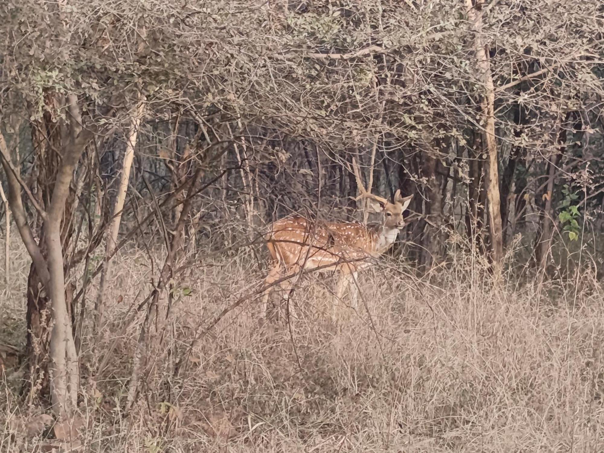 Gandhisagar Forest Retreat Ξενοδοχείο Gurla Εξωτερικό φωτογραφία