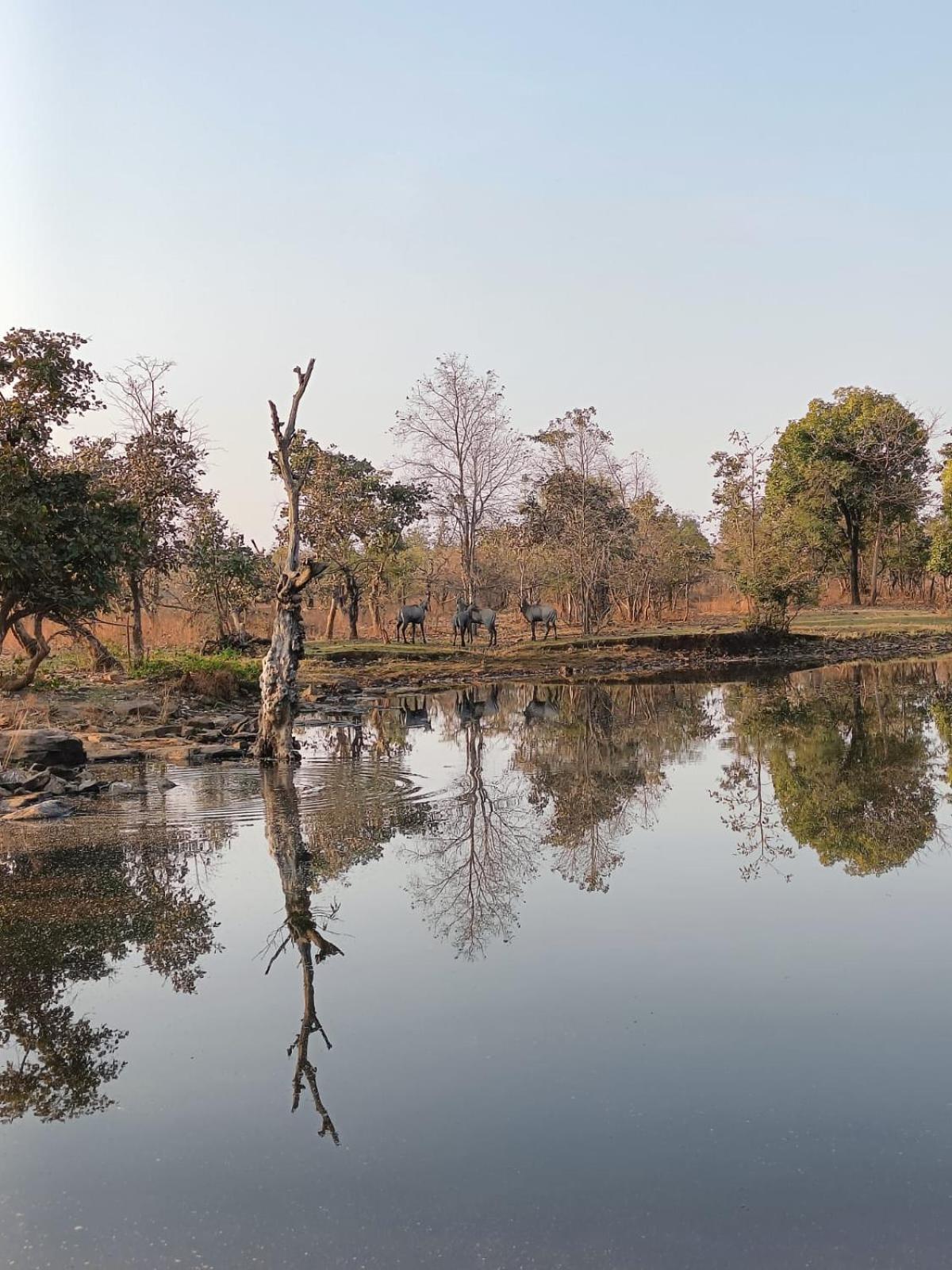 Gandhisagar Forest Retreat Ξενοδοχείο Gurla Εξωτερικό φωτογραφία